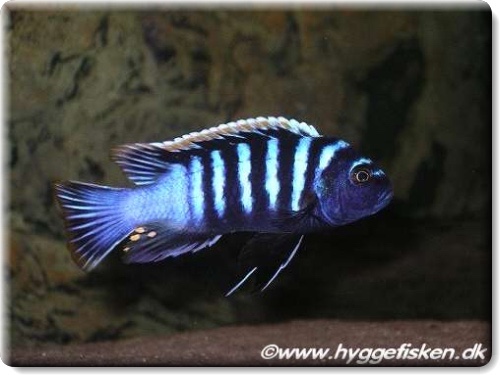 Cynotilapia zebroides 'Londo'